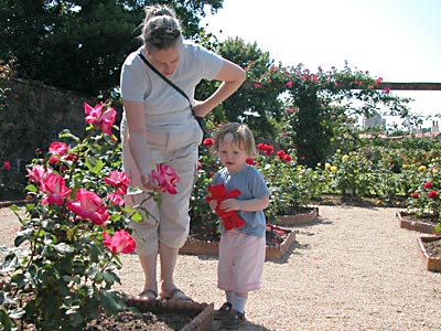 Rose garden